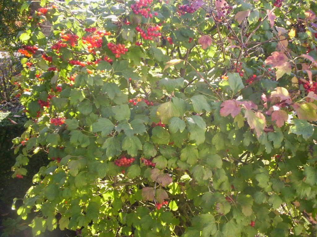Viburno 'Compactum' (Viburnum opulus 'Compactum')