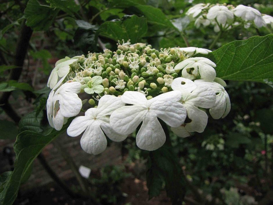 Como plantar Viburno 'Compactum' (Viburnum opulus 'Compactum')_1