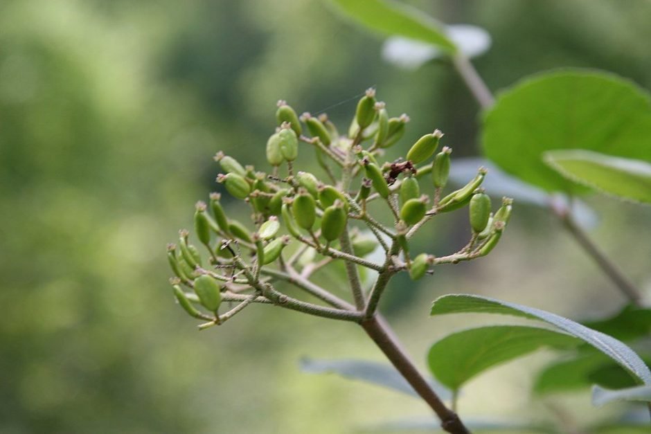 Onde plantar Viburno 'Diana' (Viburnum carlesii 'Diana')_2