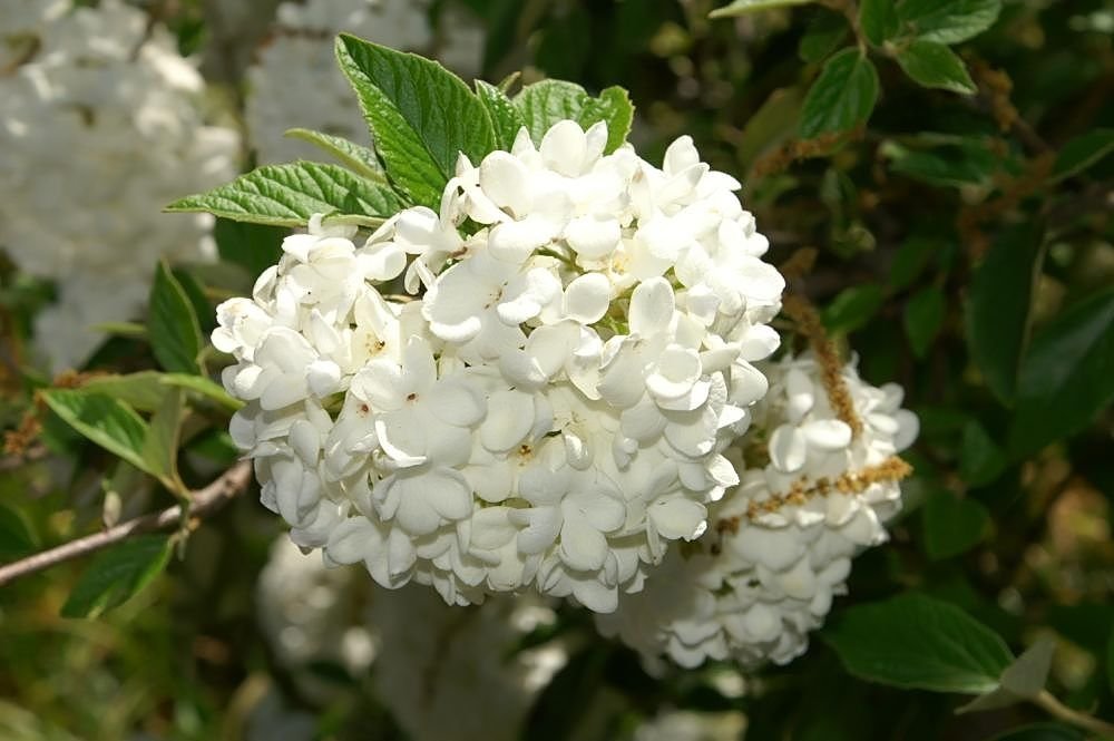 Viburno 'Eskimo' (Viburnum 'Eskimo')
