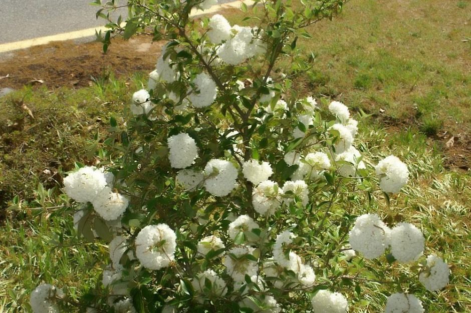 Como plantar Viburno 'Eskimo' (Viburnum 'Eskimo')_1
