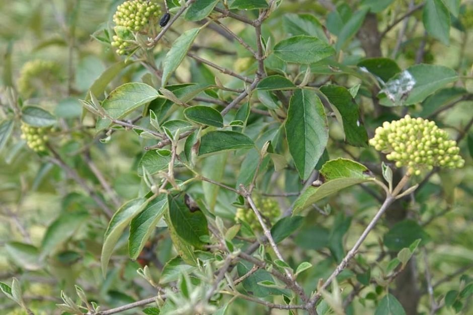 Onde plantar Viburno 'Eskimo' (Viburnum 'Eskimo')_2