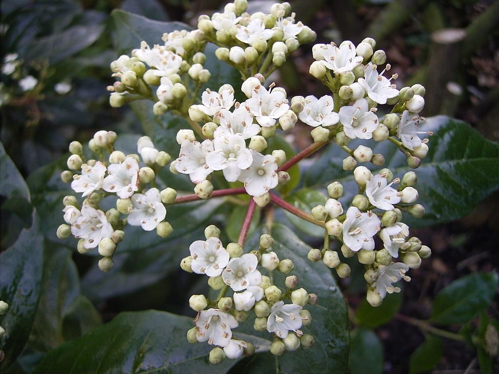Viburno 'Gwenllian' (Viburnum tinus 'Gwenllian')