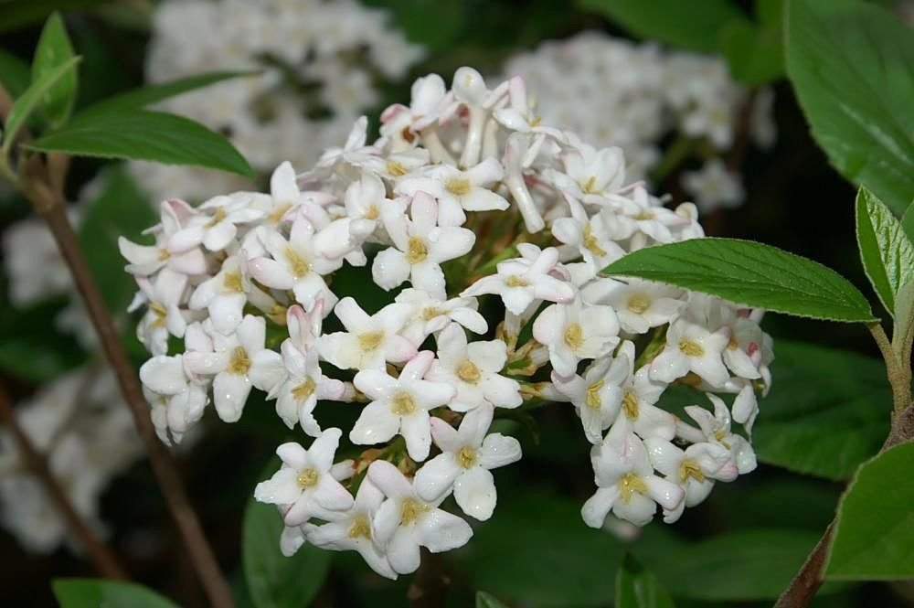 Viburno 'Mohawk' (Viburnum × burkwoodii 'Mohawk')