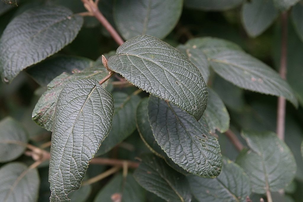 Viburno 'Mohican' (Viburnum lantana 'Mohican')