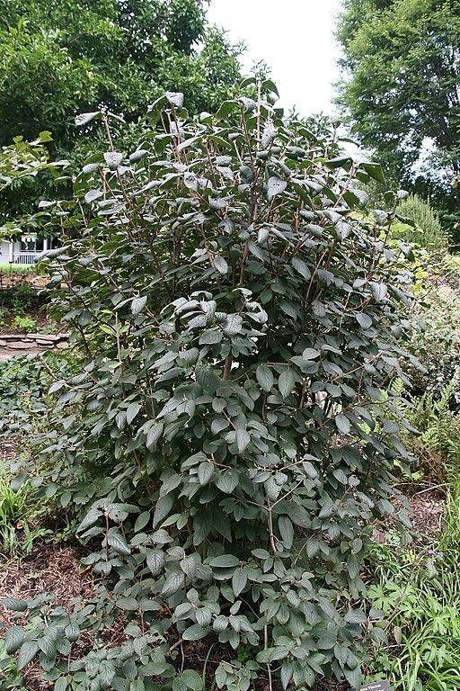 Como plantar Viburno 'Mohican' (Viburnum lantana 'Mohican')_1