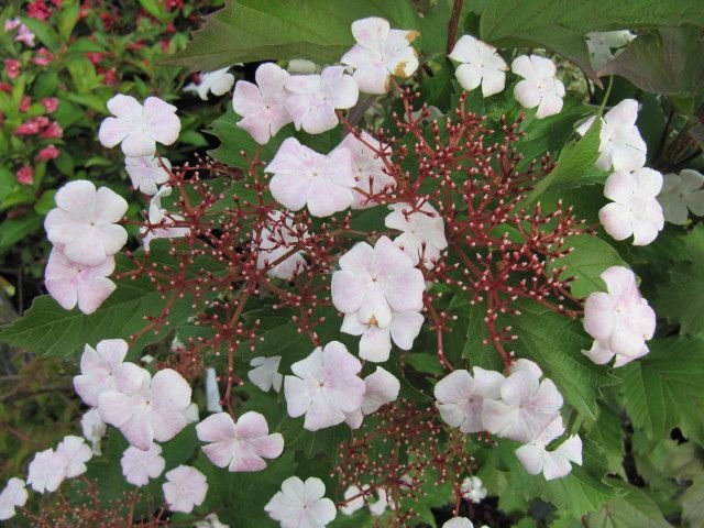 Viburno 'Onondaga' (Viburnum sargentii 'Onondaga')