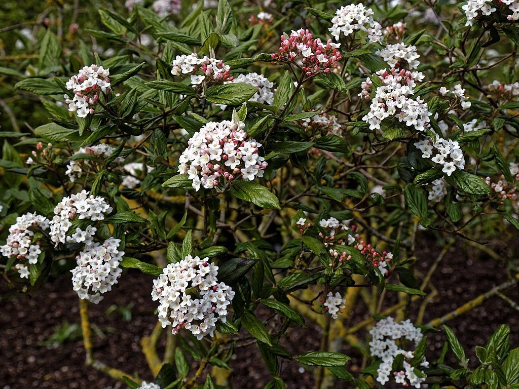 Viburno 'Park Farm Hybrid' (Viburnum × burkwoodii 'Park Farm Hybrid')
