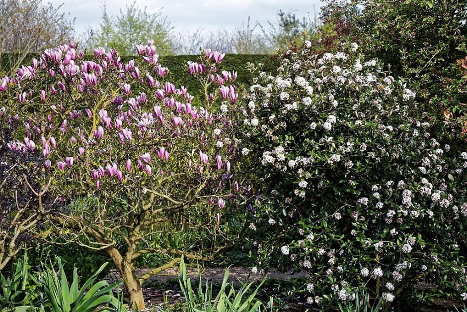 Como plantar Viburno 'Park Farm Hybrid' (Viburnum × burkwoodii 'Park Farm Hybrid')_1
