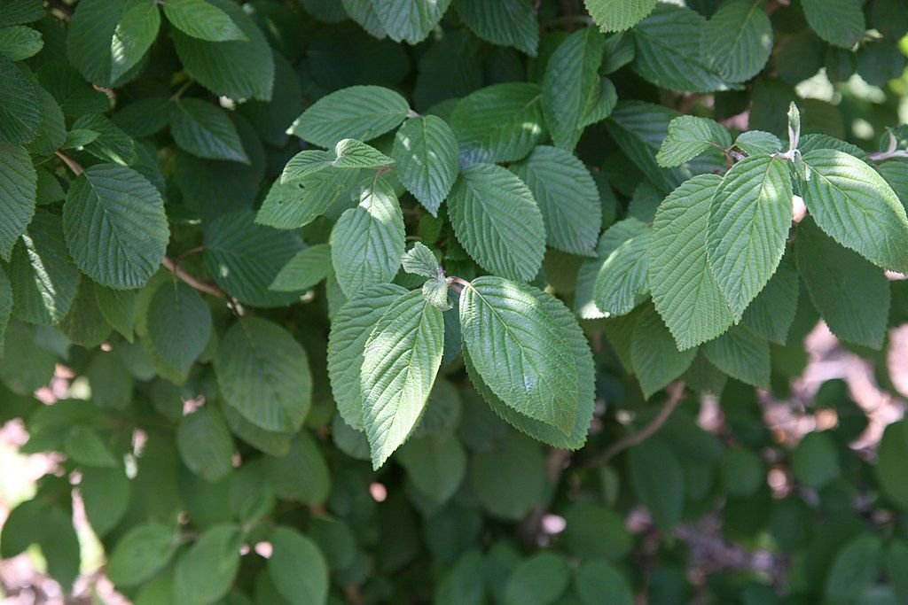 Viburno 'Pink Beauty' (Viburnum plicatum f. tomentosum 'Pink Beauty')