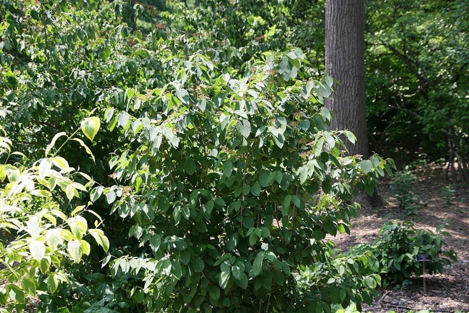 Como plantar Viburno 'Pink Beauty' (Viburnum plicatum f. tomentosum 'Pink Beauty')_1