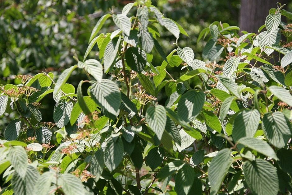 Onde plantar Viburno 'Pink Beauty' (Viburnum plicatum f. tomentosum 'Pink Beauty')_2