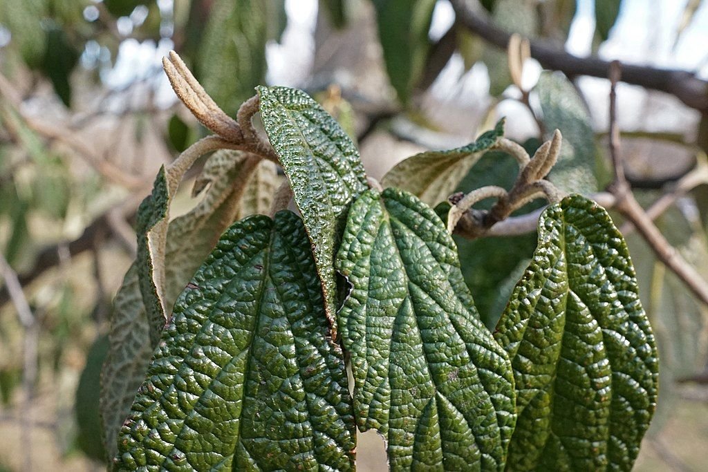 Viburno 'Roseum' (Viburnum rhytidophyllum 'Roseum')