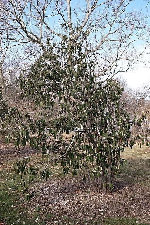 Como plantar Viburno 'Roseum' (Viburnum rhytidophyllum 'Roseum')_1