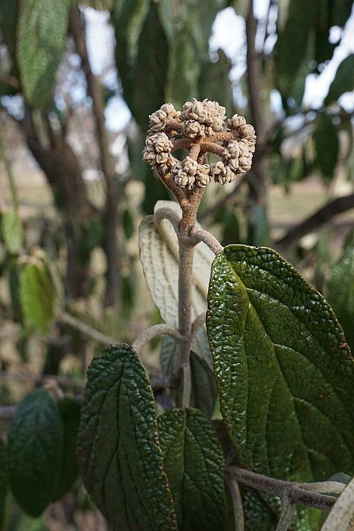 Onde plantar Viburno 'Roseum' (Viburnum rhytidophyllum 'Roseum')_2