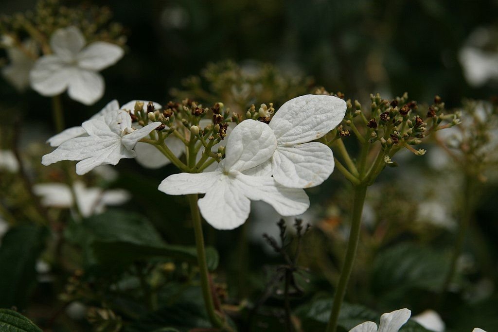 Viburno 'Summer Snowflake' (Viburnum plicatum f. tomentosum 'Summer Snowflake')