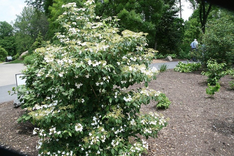 Como plantar Viburno 'Summer Snowflake' (Viburnum plicatum f. tomentosum 'Summer Snowflake')_1