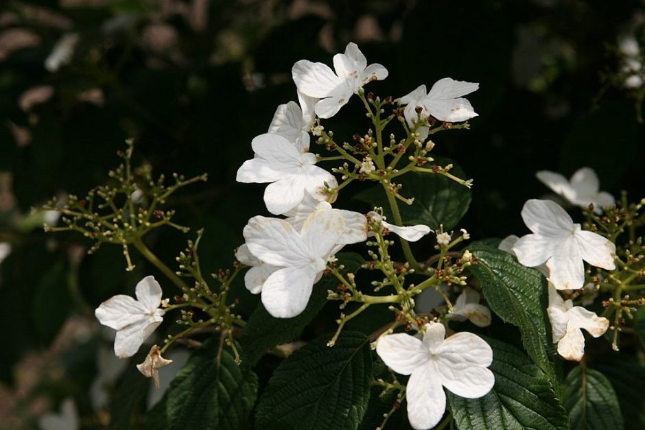 Onde plantar Viburno 'Summer Snowflake' (Viburnum plicatum f. tomentosum 'Summer Snowflake')_2