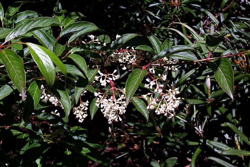Viburno 'Winton' (Viburnum × hillieri 'Winton')