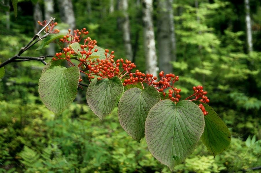 Viburno bifurcado (Viburnum furcatum)