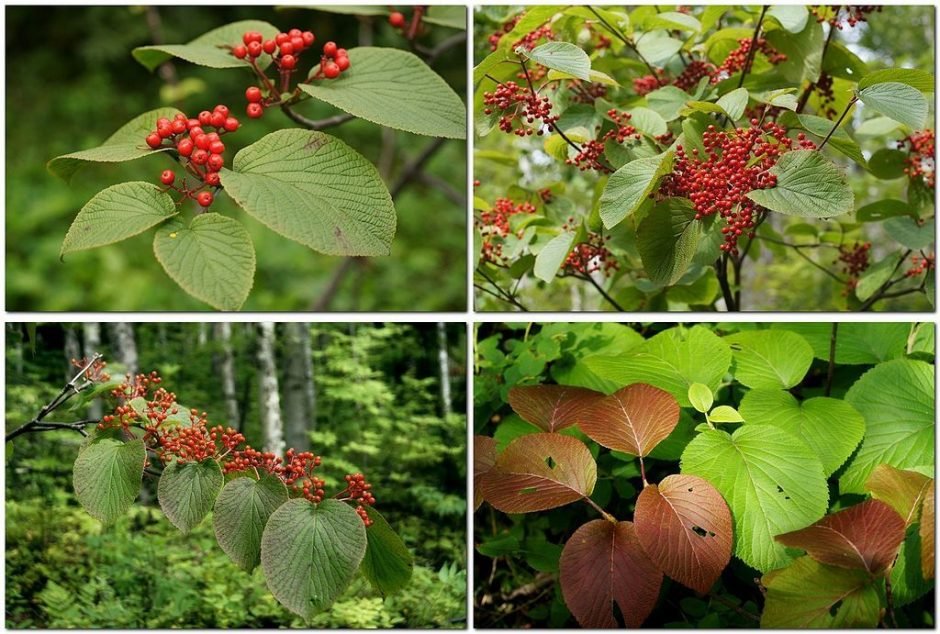 Como plantar Viburno bifurcado (Viburnum furcatum)_1