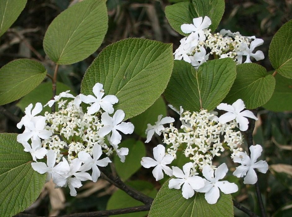 Onde plantar Viburno bifurcado (Viburnum furcatum)_2