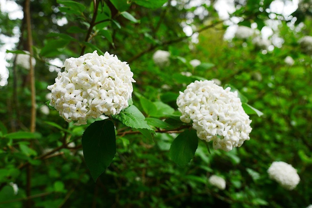 Viburno carlesii (Viburnum carlesii)