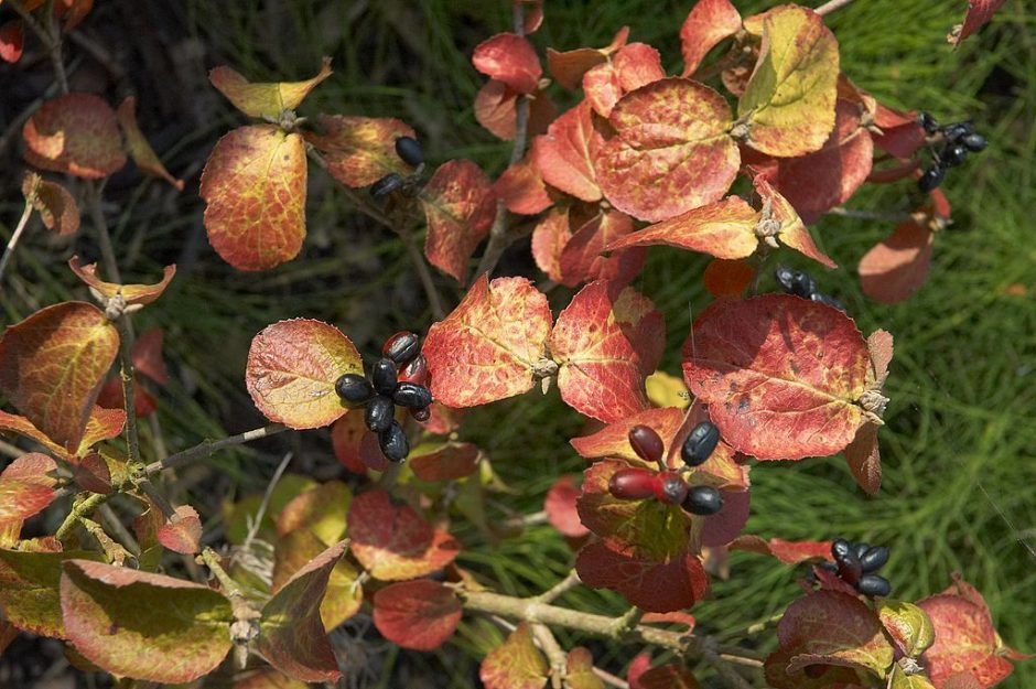 Como plantar Viburno carlesii (Viburnum carlesii)_1