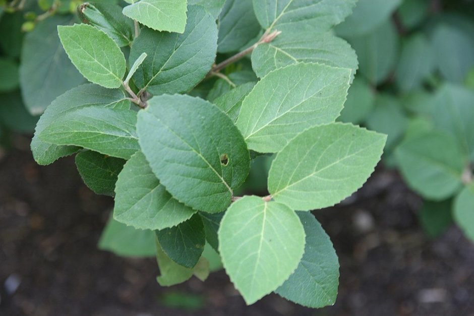 Onde plantar Viburno carlesii (Viburnum carlesii)_2