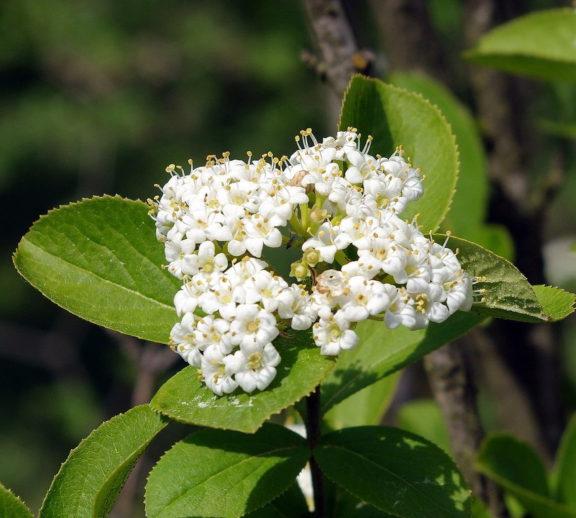 Viburno da Manchúria (Viburnum burejaeticum)