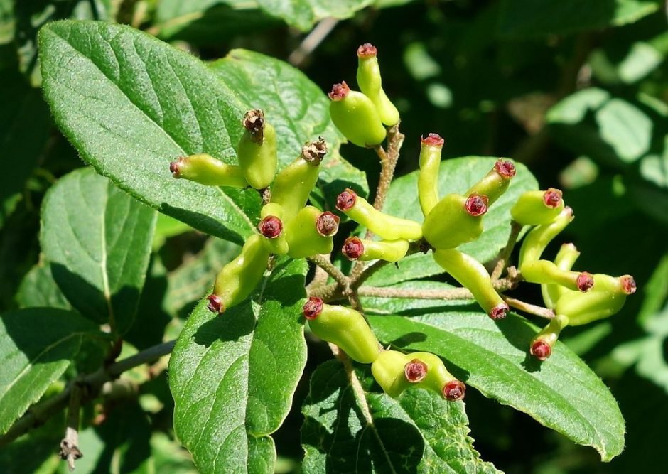 Como plantar Viburno da Manchúria (Viburnum burejaeticum)_1