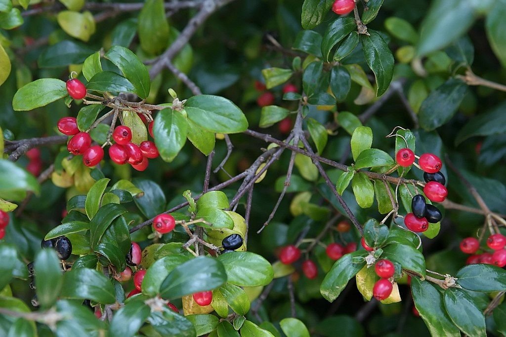 Viburno de Burkwood (Viburnum × burkwoodii)