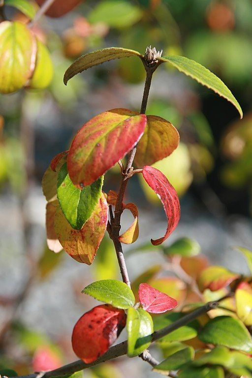 Onde plantar Viburno de Burkwood (Viburnum × burkwoodii)_2