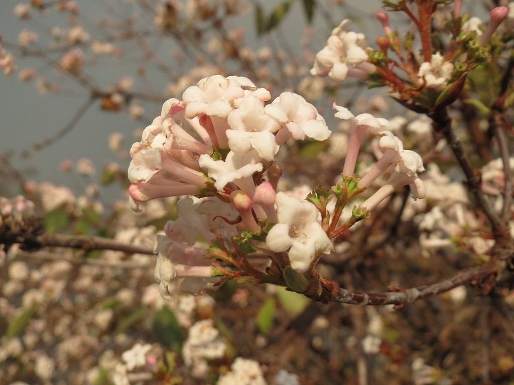Viburno-de-Inverno (Viburnum × bodnantense)