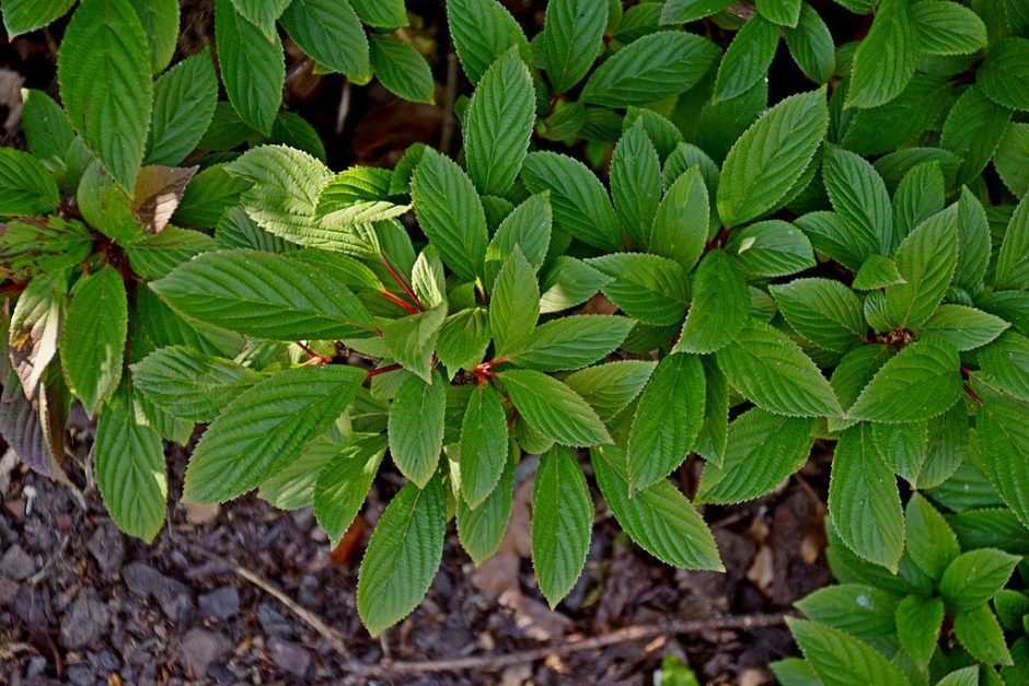 Como plantar Viburno-de-Inverno (Viburnum × bodnantense)_1