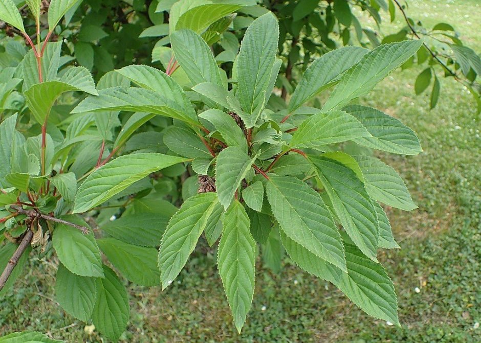 Onde plantar Viburno-de-Inverno (Viburnum × bodnantense)_2
