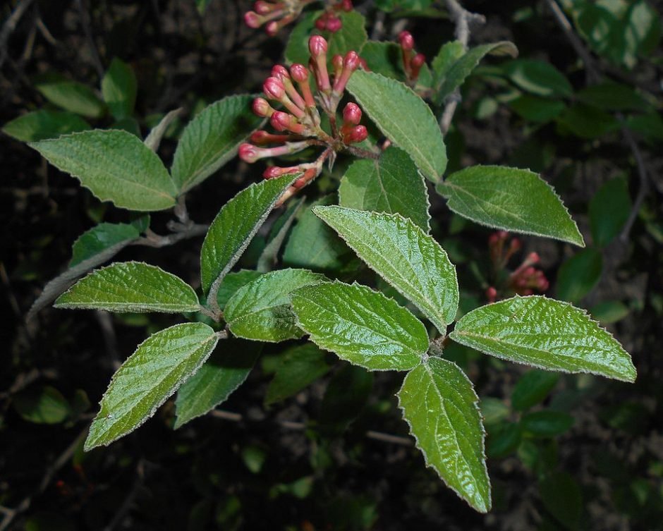Como plantar Viburno de Judd (Viburnum × juddii)_1