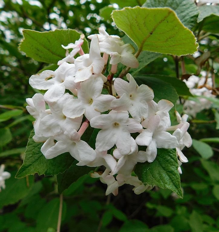 Onde plantar Viburno de Judd (Viburnum × juddii)_2