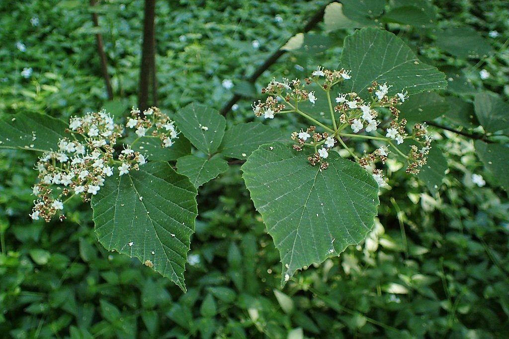 Viburno-folha-de-bétula (Viburnum betulifolium)