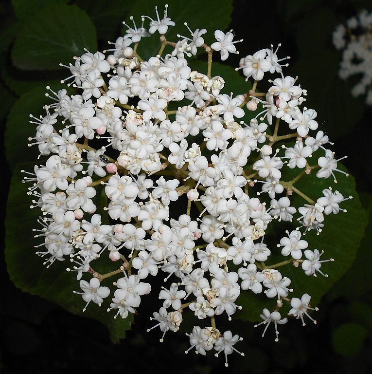 Como plantar Viburno-folha-de-bétula (Viburnum betulifolium)_1
