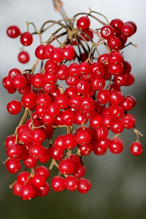 Onde plantar Viburno-folha-de-bétula (Viburnum betulifolium)_2