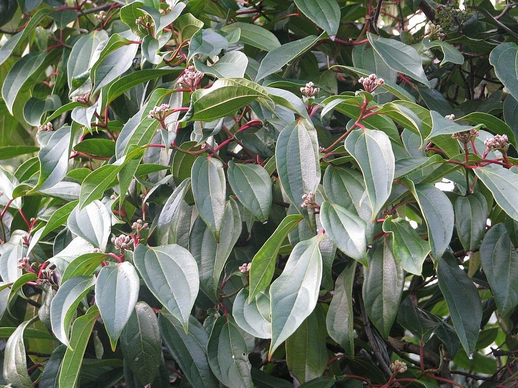 Viburno-folhas-de-canela (Viburnum cinnamomifolium)