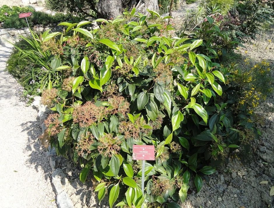 Como plantar Viburno-folhas-de-canela (Viburnum cinnamomifolium)_1