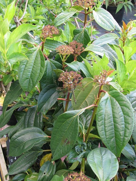 Onde plantar Viburno-folhas-de-canela (Viburnum cinnamomifolium)_2