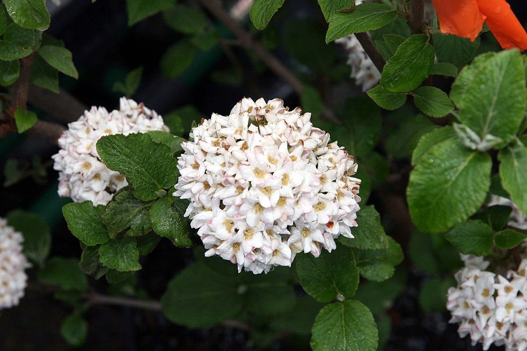 Viburno fragrante (Viburnum × carlcephalum)