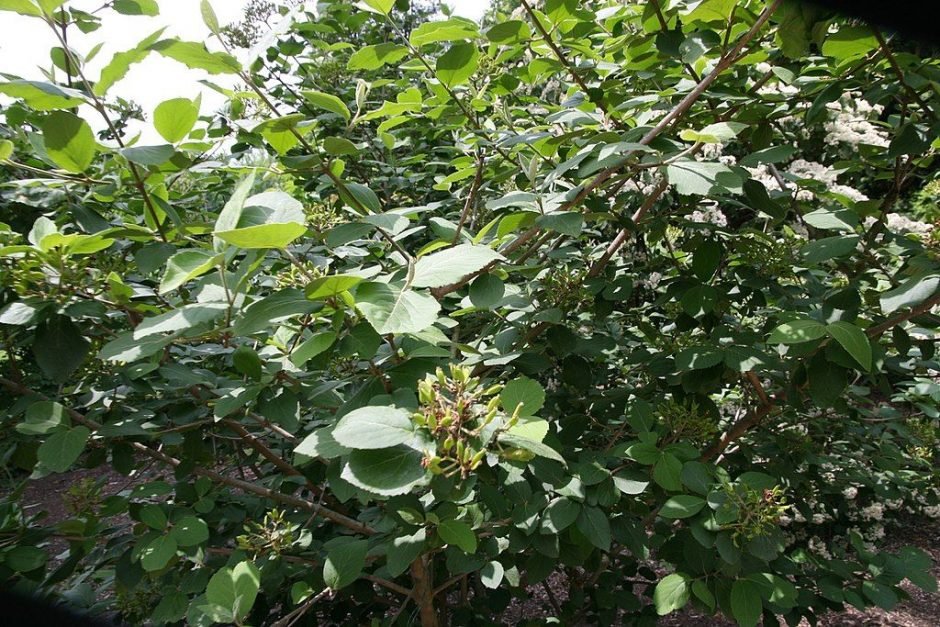 Como plantar Viburno fragrante (Viburnum × carlcephalum)_1