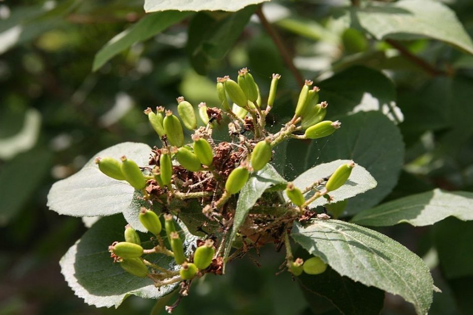 Onde plantar Viburno fragrante (Viburnum × carlcephalum)_2