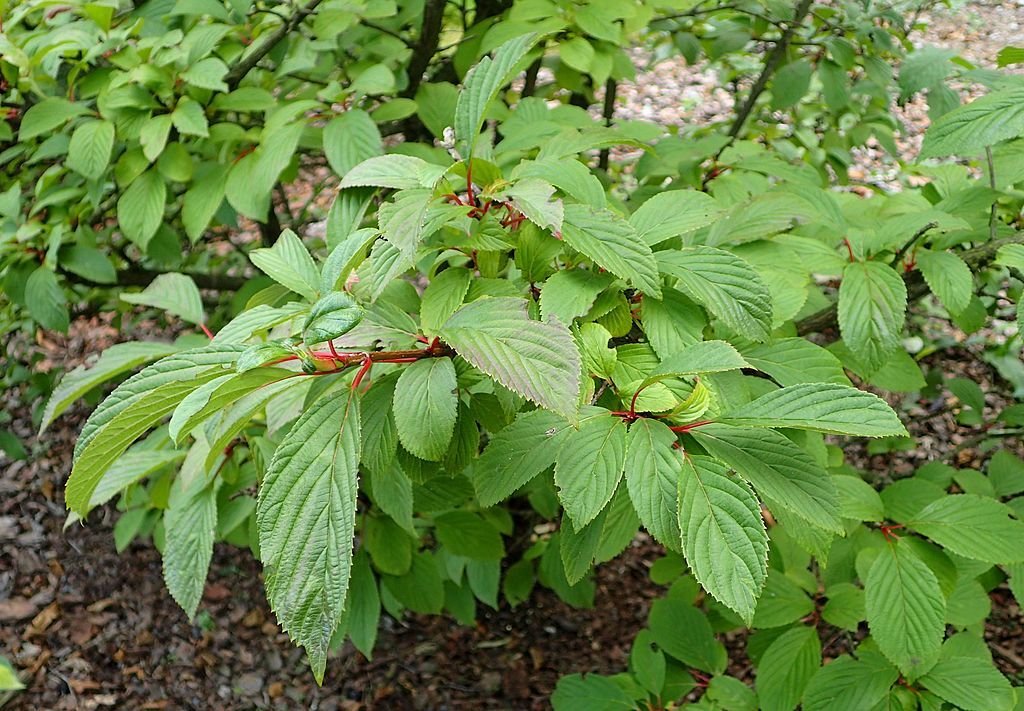 Viburno perfumado (Viburnum farreri)