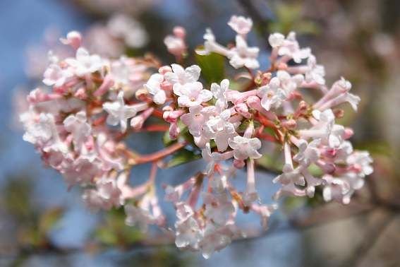 Como plantar Viburno perfumado (Viburnum farreri)_1