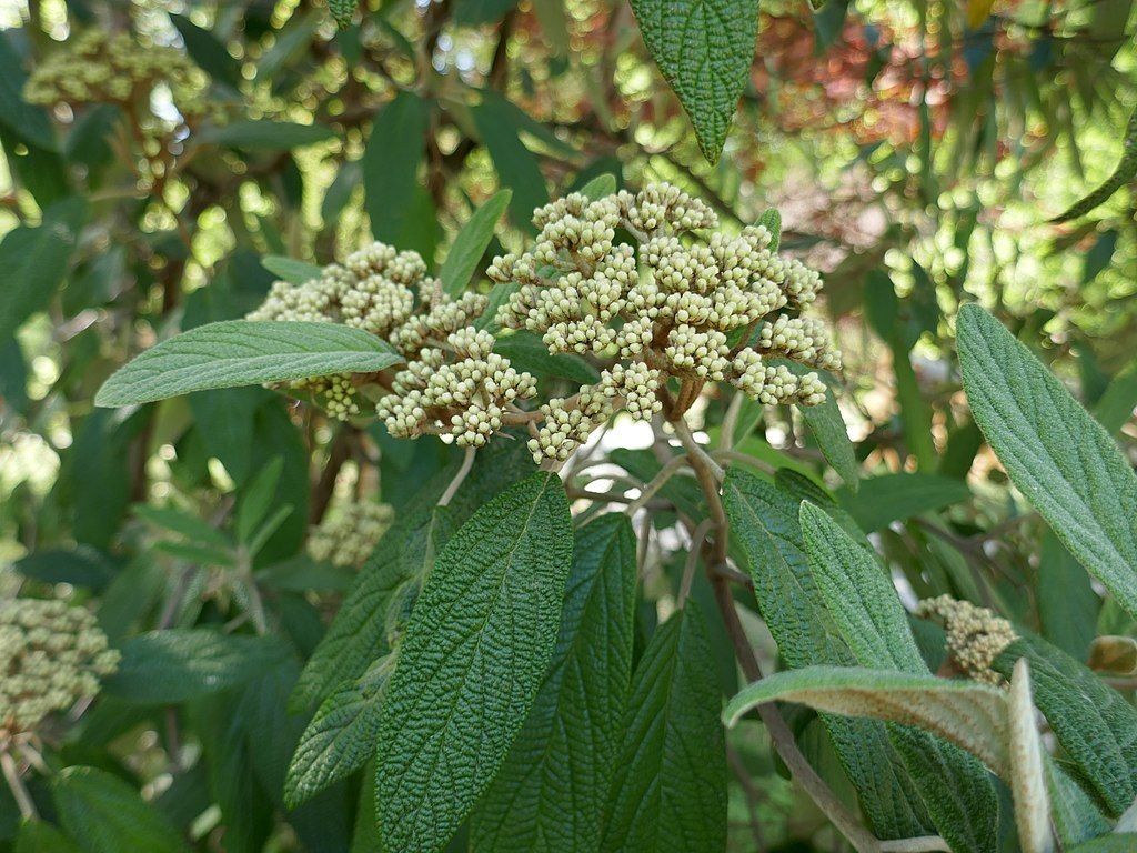 Viburno rhytidophyllum (Viburnum rhytidophyllum)